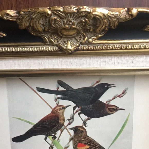 Antique 1913 Blackbird Original Print black bird - Picture 5 of 16